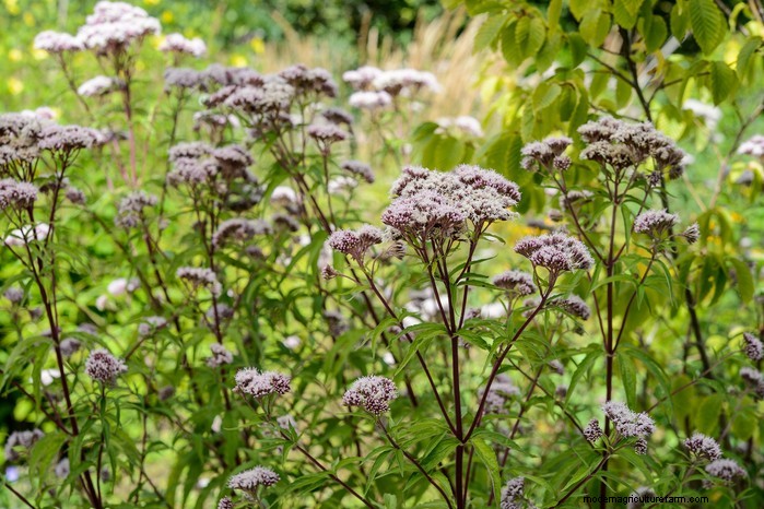Flores silvestres nativas británicas:20 plantas hermosas y beneficiosas 