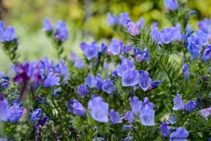 Flores silvestres nativas británicas:20 plantas hermosas y beneficiosas 