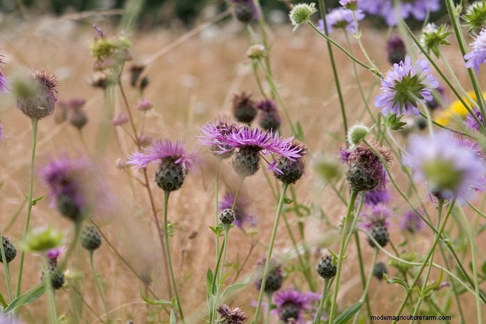 Flores silvestres nativas británicas:20 plantas hermosas y beneficiosas 