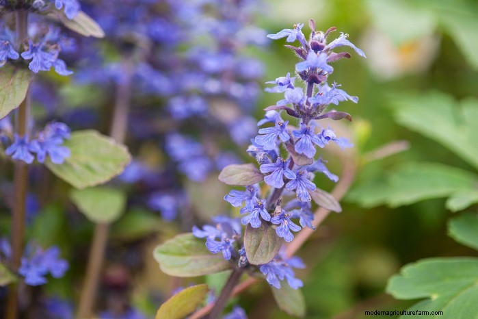 Flores silvestres nativas británicas:20 plantas hermosas y beneficiosas 