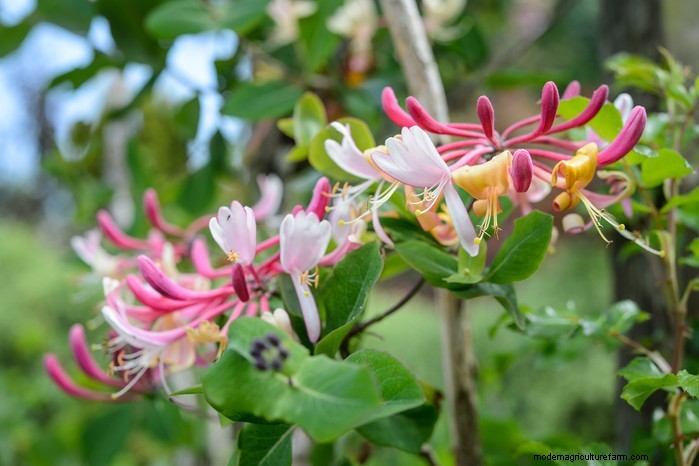 Flores silvestres nativas británicas:20 plantas hermosas y beneficiosas 