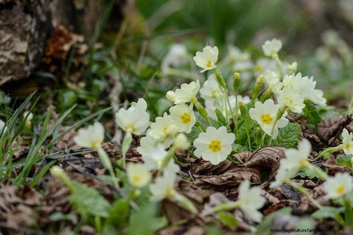 Flores silvestres nativas británicas:20 plantas hermosas y beneficiosas 