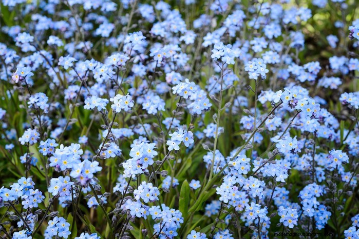 Flores silvestres nativas británicas:20 plantas hermosas y beneficiosas 