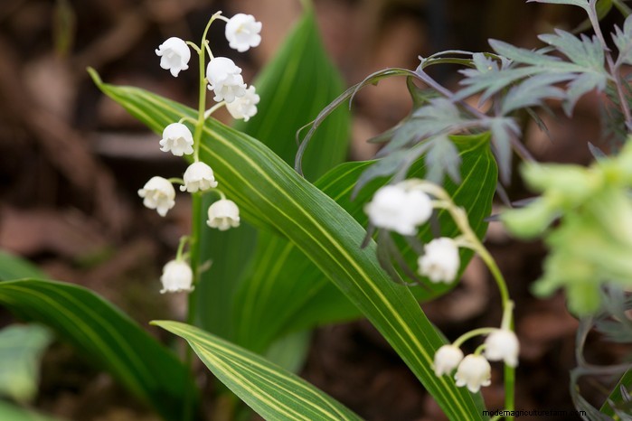 Flores silvestres nativas británicas:20 plantas hermosas y beneficiosas 