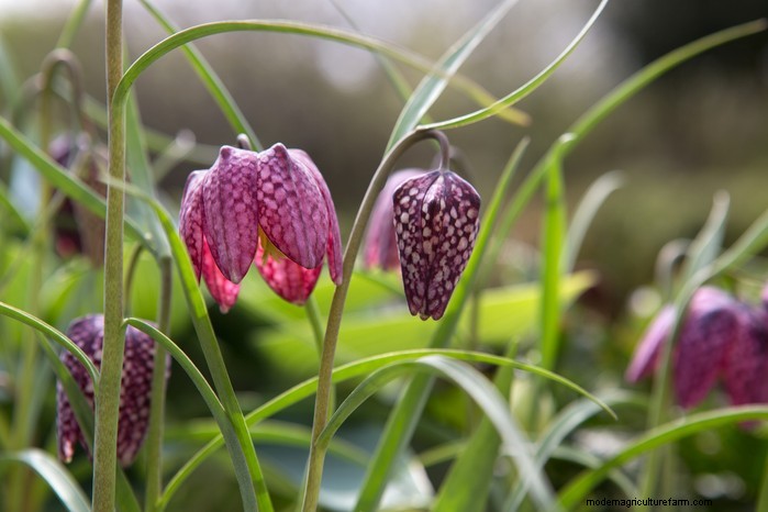 Flores silvestres nativas británicas:20 plantas hermosas y beneficiosas 