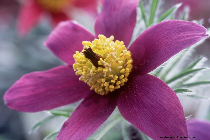 Flores silvestres nativas británicas:20 plantas hermosas y beneficiosas 