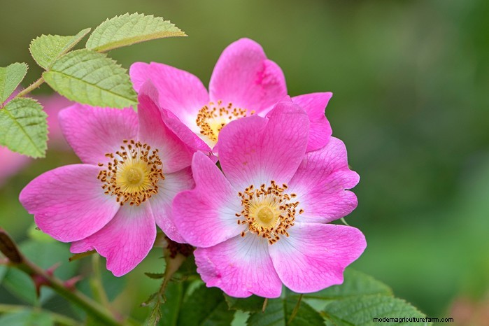 Flores silvestres nativas británicas:20 plantas hermosas y beneficiosas 