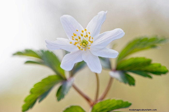 Flores silvestres nativas británicas:20 plantas hermosas y beneficiosas 