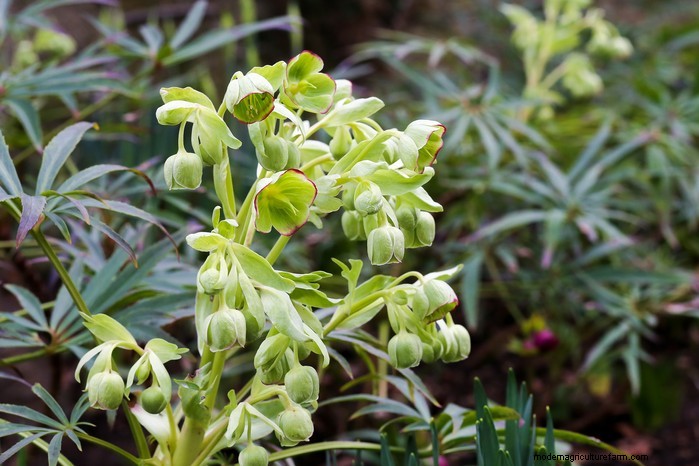 Flores silvestres nativas británicas:20 plantas hermosas y beneficiosas 