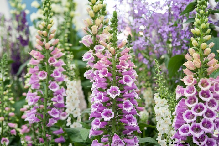 Flores silvestres nativas británicas:20 plantas hermosas y beneficiosas 