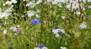 Britse inheemse plantencombinaties:prachtige en milieuvriendelijke tuinen 