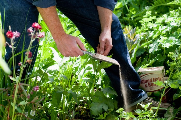 Preparazione del giardino estivo:6 consigli essenziali per la cura dei confini 