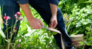 Preparazione del giardino estivo:6 consigli essenziali per la cura dei confini 