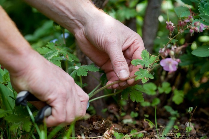 Preparazione del giardino estivo:6 consigli essenziali per la cura dei confini 