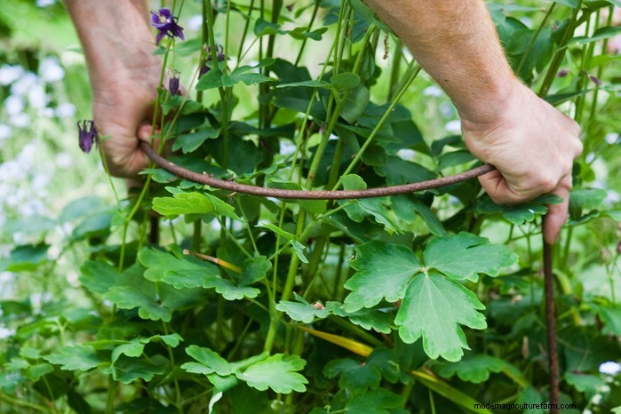 Preparazione del giardino estivo:6 consigli essenziali per la cura dei confini 