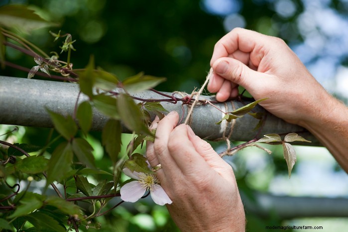 Preparazione del giardino estivo:6 consigli essenziali per la cura dei confini 