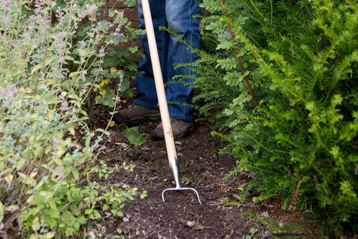 Preparazione del giardino estivo:6 consigli essenziali per la cura dei confini 