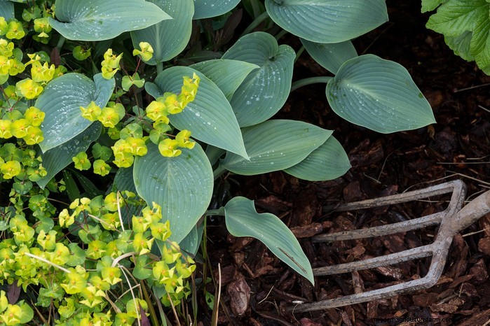 Preparazione del giardino estivo:6 consigli essenziali per la cura dei confini 