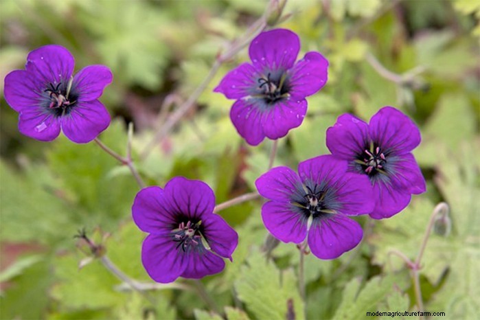 Preparazione del giardino estivo:6 consigli essenziali per la cura dei confini 