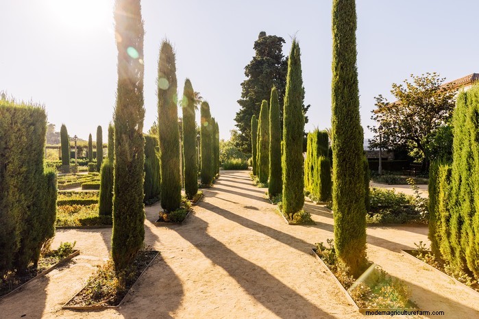 Piante da giardino mediterranee:crea l oasi dei tuoi sogni 