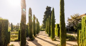 Piante da giardino mediterranee:crea l oasi dei tuoi sogni 