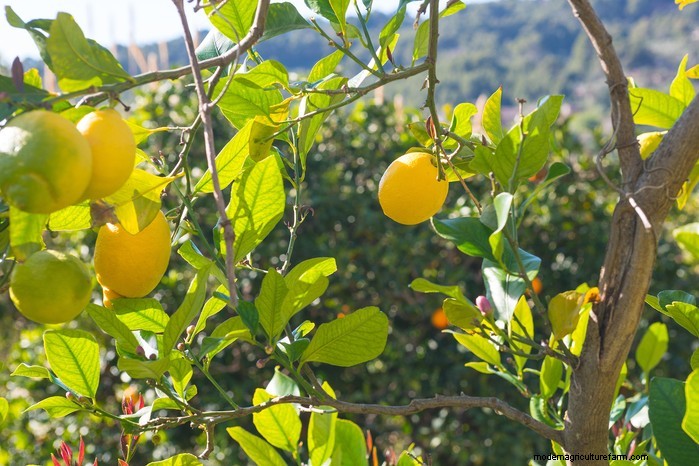 Piante da giardino mediterranee:crea l oasi dei tuoi sogni 