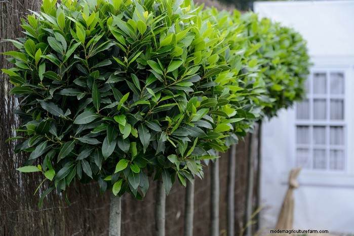 Piante da giardino mediterranee:crea l oasi dei tuoi sogni 