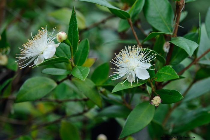 Piante da giardino mediterranee:crea l oasi dei tuoi sogni 