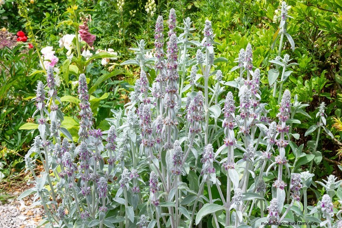 Piante da giardino mediterranee:crea l oasi dei tuoi sogni 
