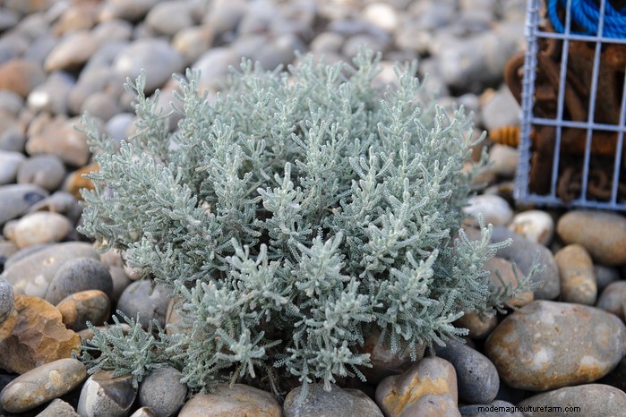 Piante da giardino mediterranee:crea l oasi dei tuoi sogni 