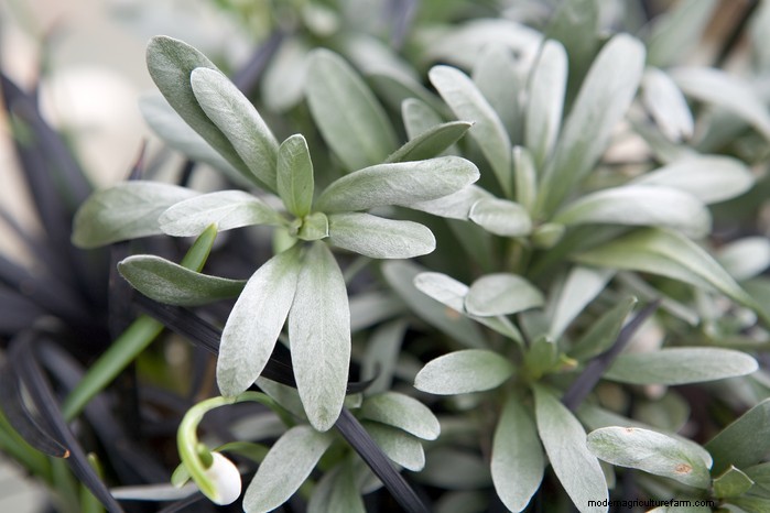 Piante da giardino mediterranee:crea l oasi dei tuoi sogni 