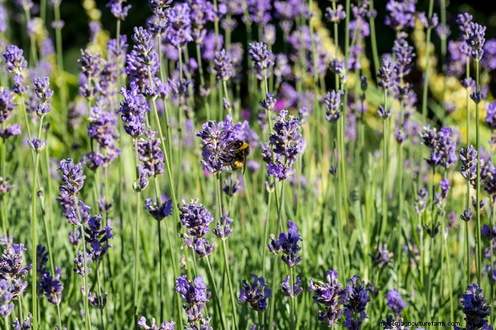 Piante da giardino mediterranee:crea l oasi dei tuoi sogni 
