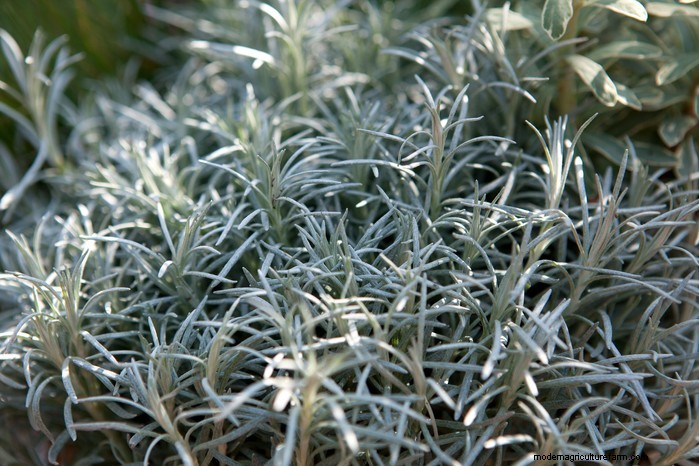 Piante da giardino mediterranee:crea l oasi dei tuoi sogni 
