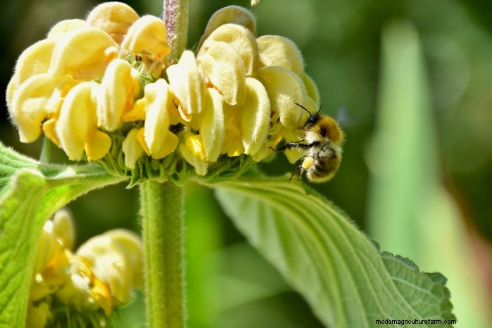 Piante da giardino mediterranee:crea l oasi dei tuoi sogni 