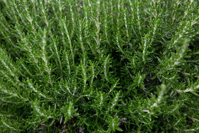 Piante da giardino mediterranee:crea l oasi dei tuoi sogni 