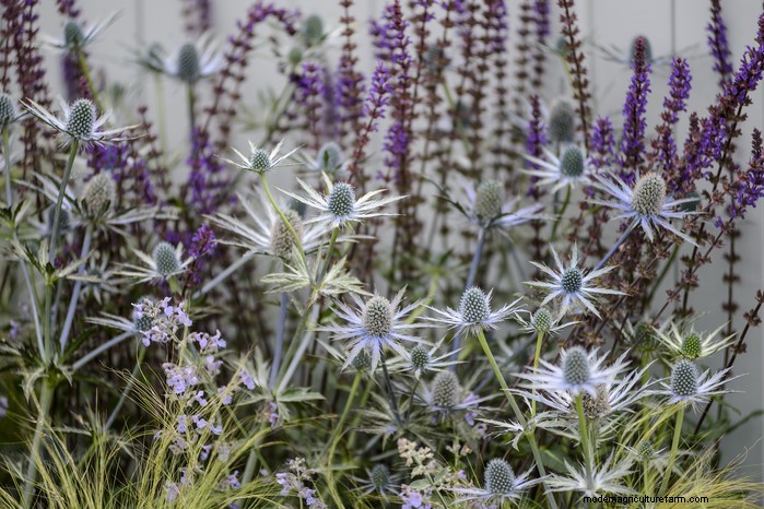 Piante da giardino mediterranee:crea l oasi dei tuoi sogni 