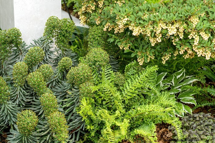 Piante da giardino mediterranee:crea l oasi dei tuoi sogni 