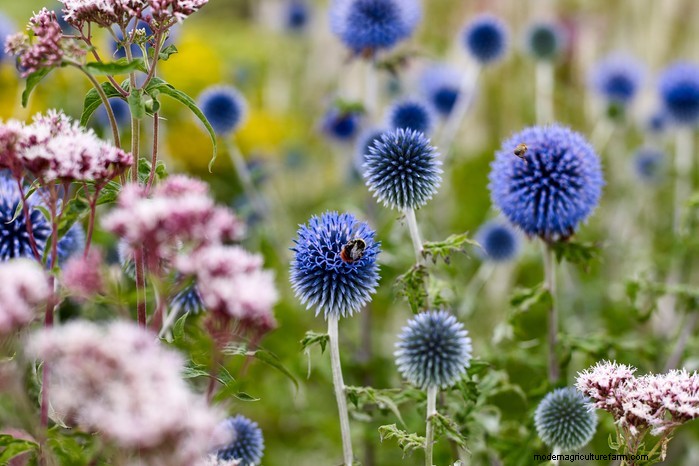 Piante da giardino mediterranee:crea l oasi dei tuoi sogni 