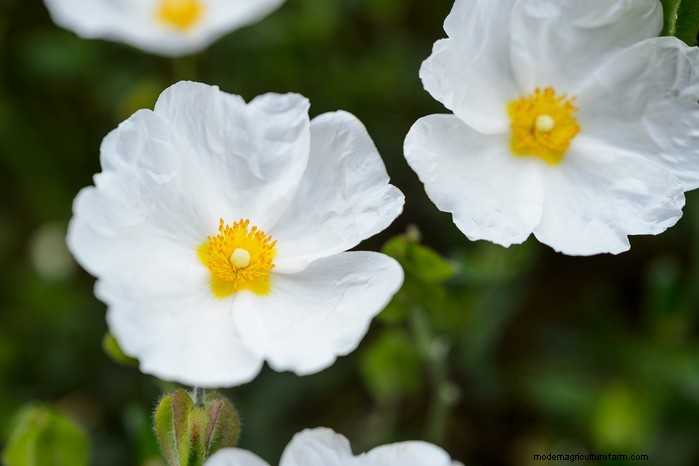 Piante da giardino mediterranee:crea l oasi dei tuoi sogni 