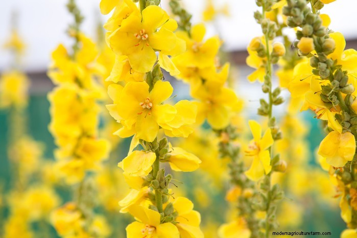 Piante da giardino mediterranee:crea l oasi dei tuoi sogni 