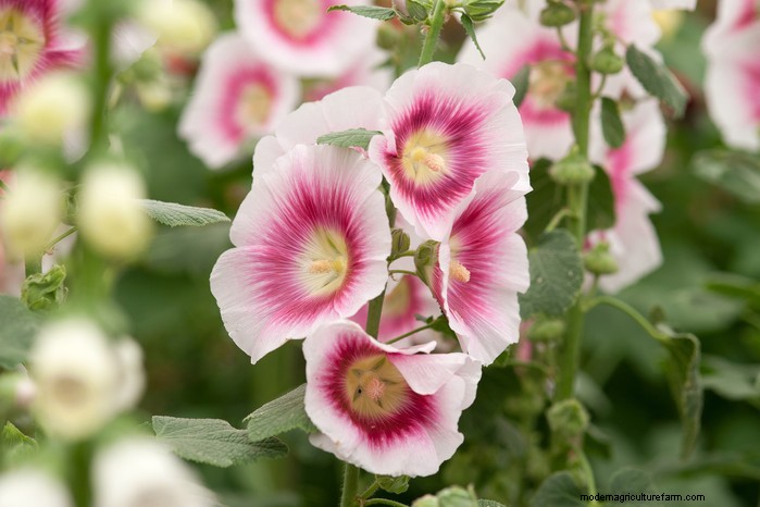 Piante da giardino mediterranee:crea l oasi dei tuoi sogni 