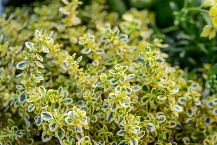 Piante da giardino mediterranee:crea l oasi dei tuoi sogni 