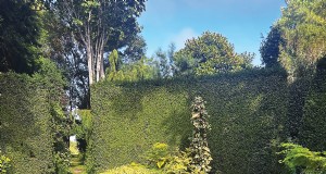 Hedge Gardening:een uitgebreide gids voor planten en onderhoud 