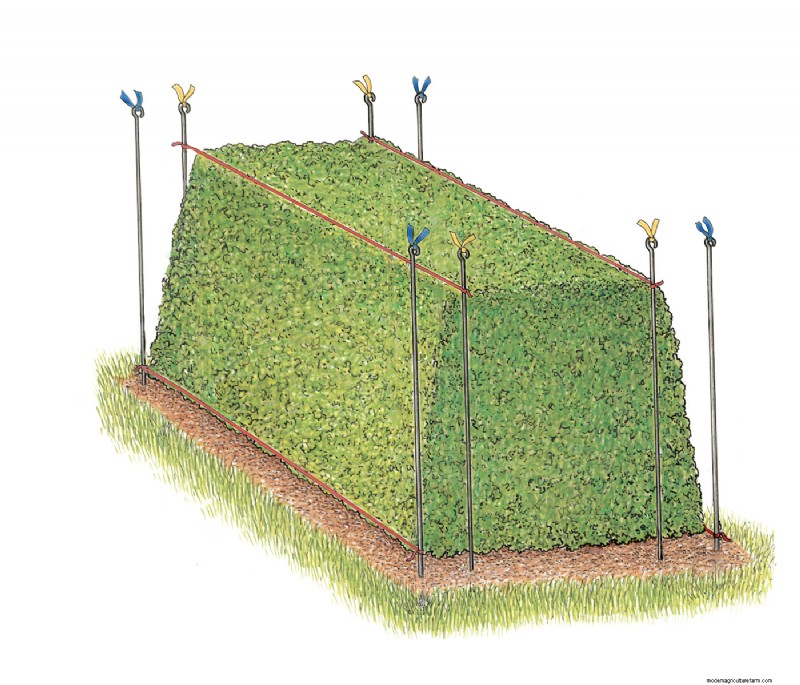 Hedge Gardening:een uitgebreide gids voor planten en onderhoud 