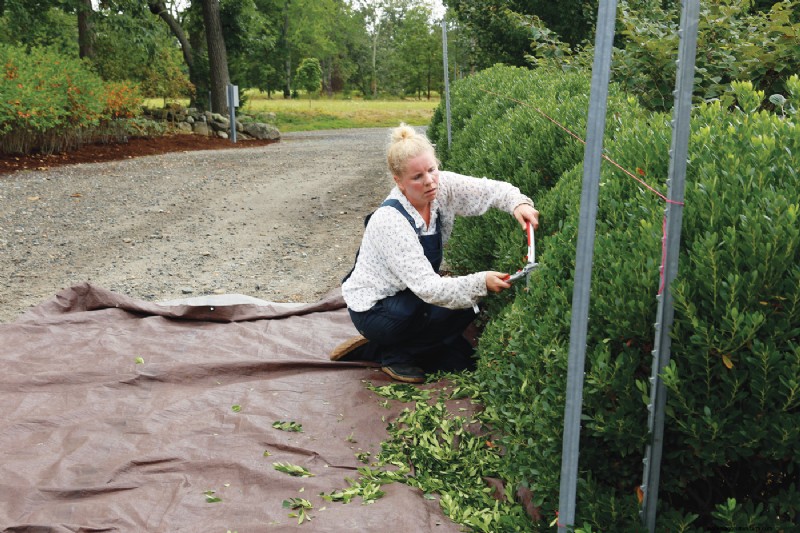 Hedge Gardening:een uitgebreide gids voor planten en onderhoud 