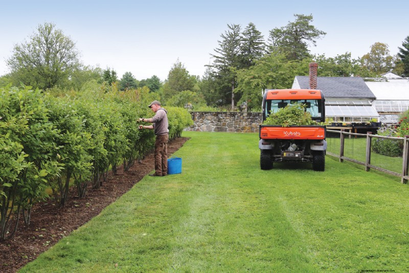 Hedge Gardening:een uitgebreide gids voor planten en onderhoud 