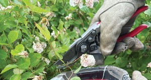 Garten-Hacks und Aufbewahrungslösungen:Von Lesern empfohlene Tipps 
