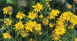 Onderhoudsvriendelijke planten voor [uw regio]:bloeiende tuinen met minimale inspanning 