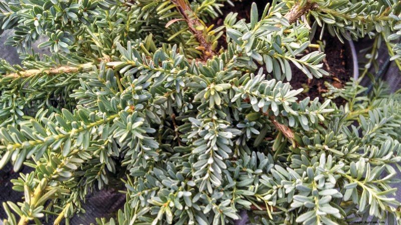 Piante di facile manutenzione per [la tua regione]:giardini rigogliosi con il minimo sforzo 