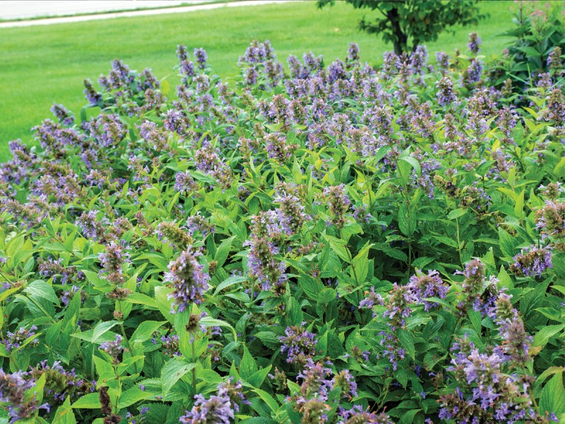 Piante di facile manutenzione per [la tua regione]:giardini rigogliosi con il minimo sforzo 